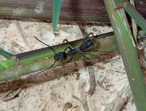 Diacamma sp.